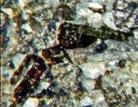 /album/galerie-photos/graoueres-p1-axinite-tourmaline-5308-mod2-jpg1/